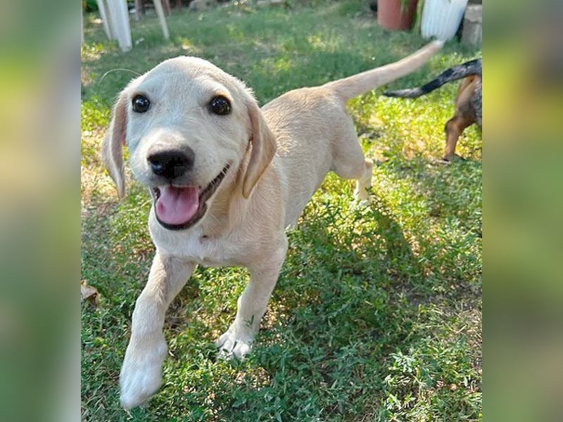 ❤️❤️❤️ Prinzessin BAMBI zum Verlieben - 5,5 Monate, 39cm-später ca. 45cm/14kg - Mischling