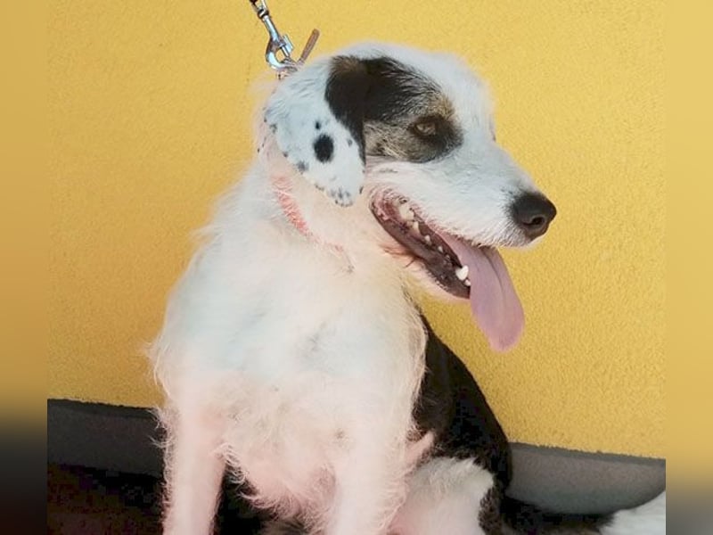 fröhlicher Familienhund OREO 3 Jahre, 50cm/17kg