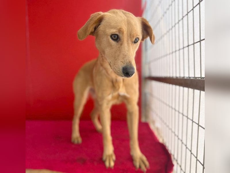 Seelenhündin BAMBI - 9 Monate, 45cm/15kg - Mischling