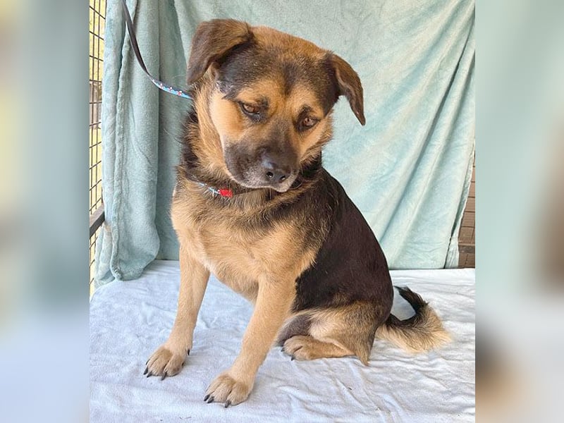 ❤️❤️❤️ lieber Kuschelbär BANDI - 6,5 Jahre, 42cm/20kg - Mischling