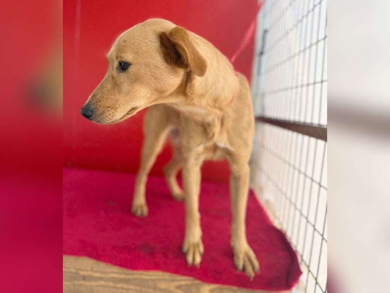 Seelenhündin BAMBI - 9 Monate, 45cm/15kg - Mischling