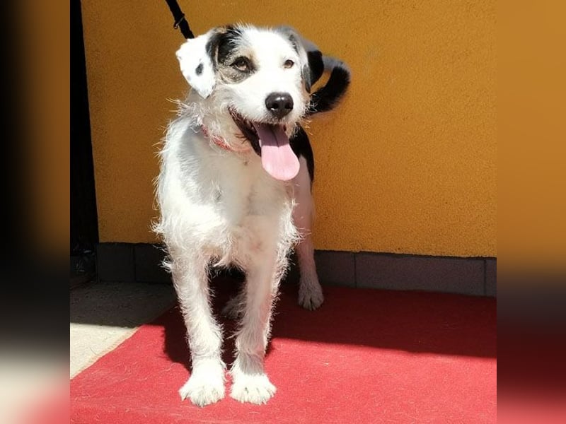 fröhlicher Familienhund OREO 3 Jahre, 50cm/17kg