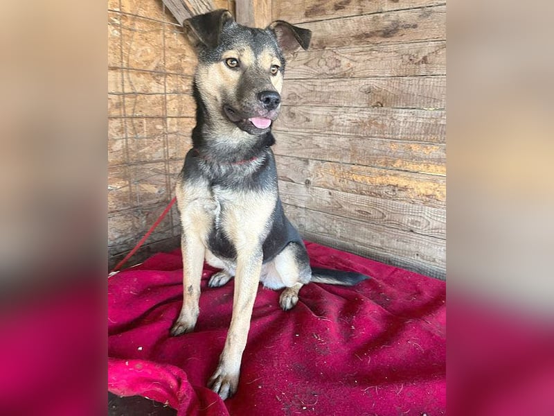 ❤️❤️❤️ WIFI auf der Suche nach Liebe - 9 Monate, 42cm/15kg