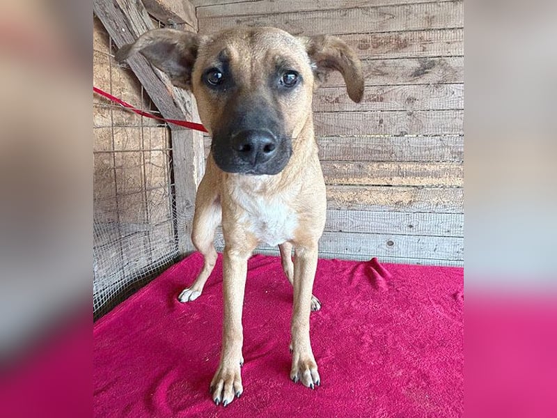 ❤️ RIKO mit den traurigen Augen - 1 Jahr, 50cm/17kg - Mischling