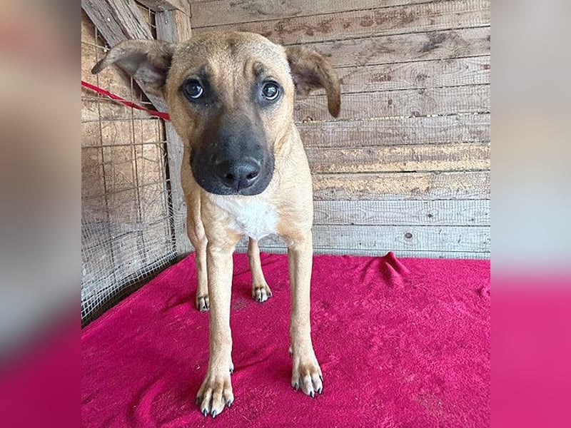 ❤️ RIKO mit den traurigen Augen - 1 Jahr, 50cm/17kg - Mischling