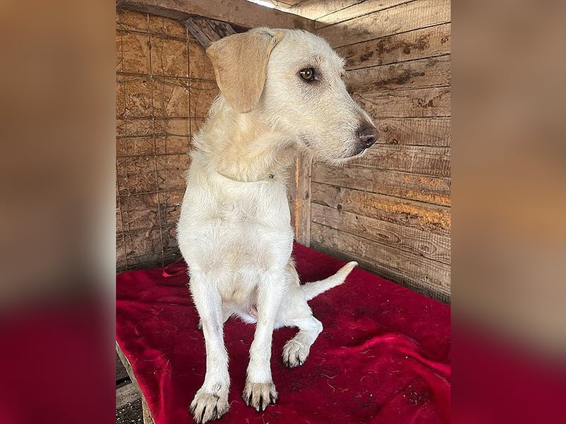 wunderschöne BELLA - 5 Jahre, 50cm/18kg - Mischling