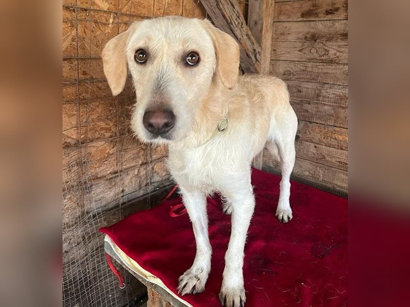 wunderschöne BELLA - 5 Jahre, 50cm/18kg - Mischling