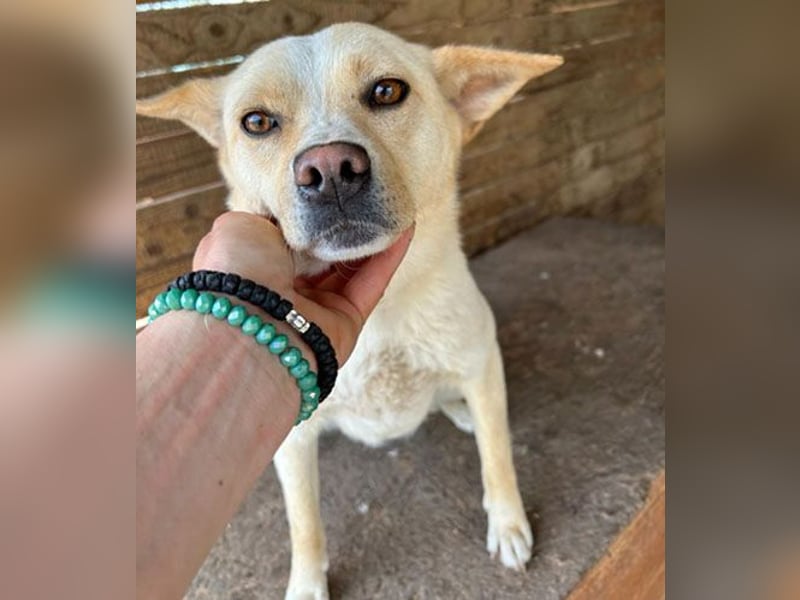 ❤️❤️❤️ erwachte Lebensfreude pur:  LUNA - 4,5 Jahre, 42cm/12kg - Mischling