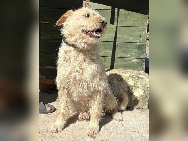 ❤️❤️❤️ lieber Wuschel-Mix FINN - 7 Jahre, 50cm