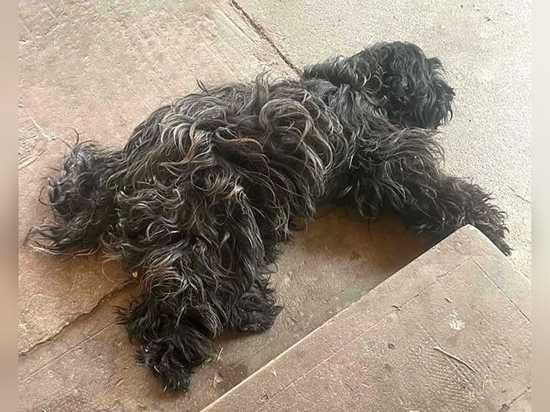 superlieber Familienhund POLDI - 2 Jahre, 42cm - Puli-Schnauzer-Mix