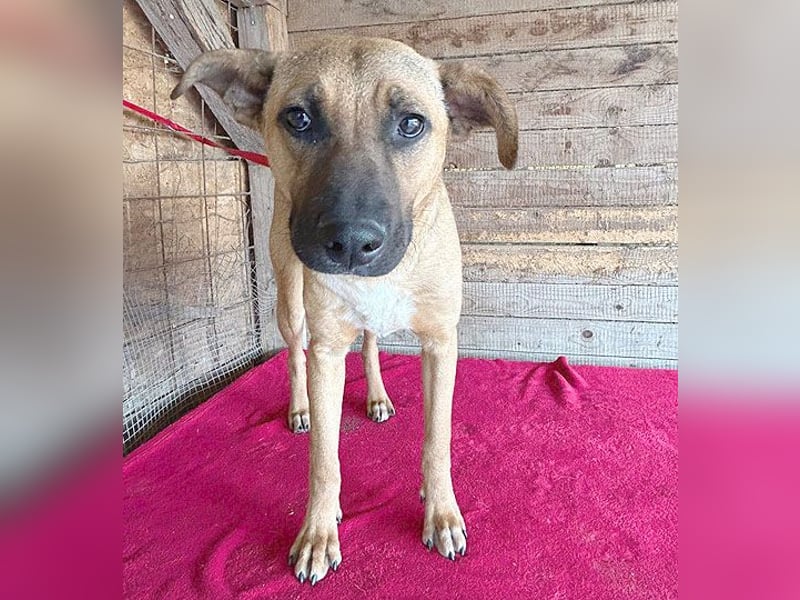 ❤️ RIKO mit den traurigen Augen - 1 Jahr, 50cm/17kg - Mischling