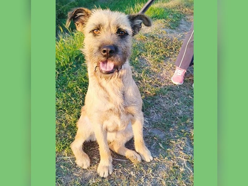 superliebe Familienhündin LUCI - 1 Jahr, 48cm/22kg - Mischling Typ Border Terrier