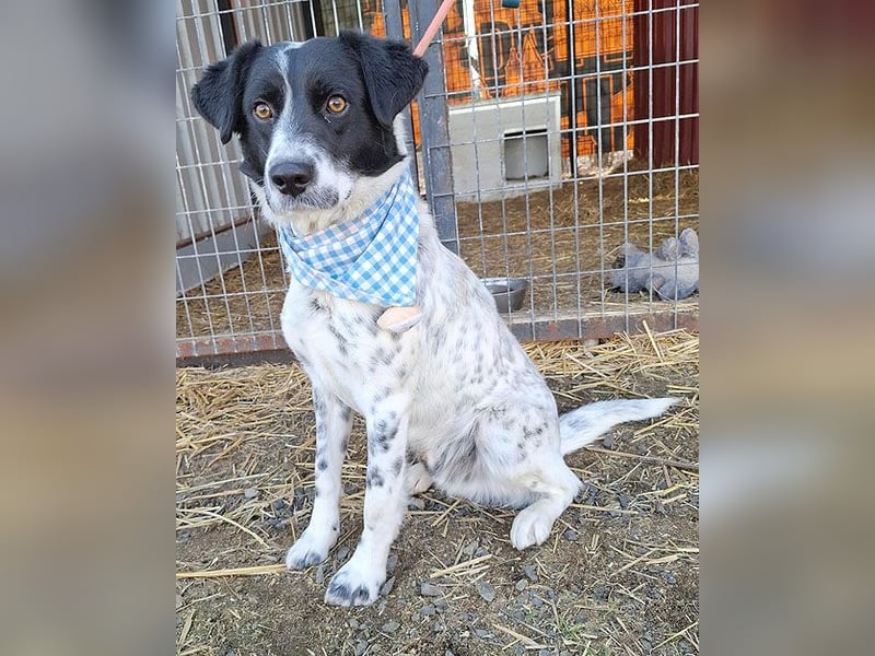 ❤️❤️❤️ fröhlicher Familienhund GYURI (Juri) - 2 Jahre, 48cm/15kg - Mischling