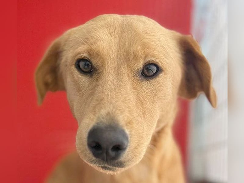 Seelenhündin BAMBI - 9 Monate, 45cm/15kg - Mischling