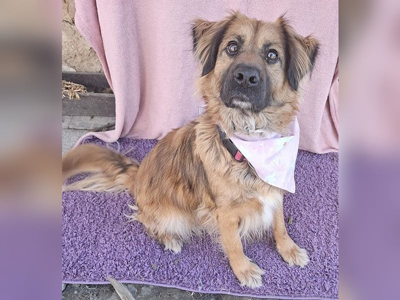 superliebe Familienhündin BEKKY - 4,5 Jahre, 50cm/24kg - Mischling