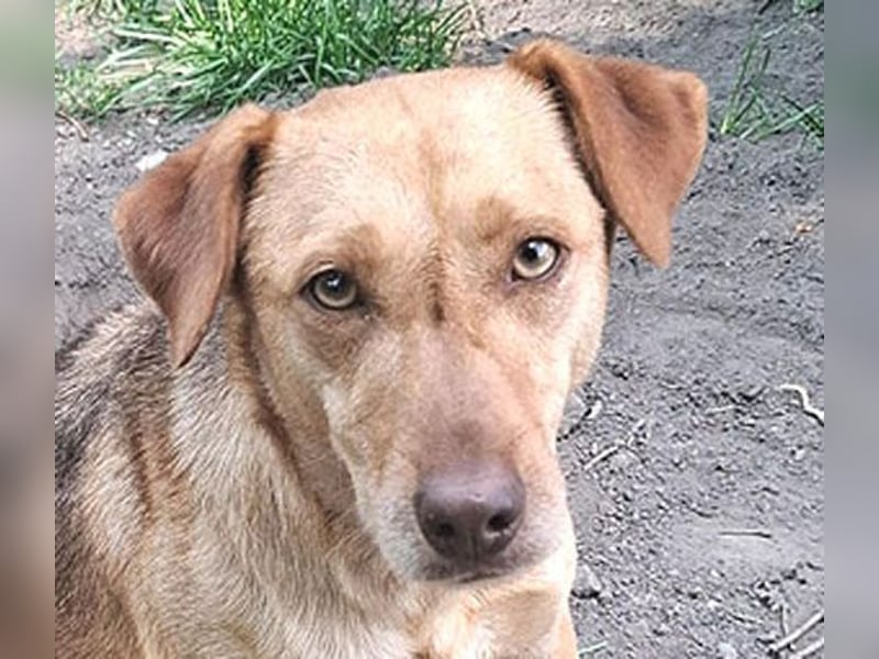 empfindsame Seele YUNO - 2 Jahre, 44cm/14kg - Mischling