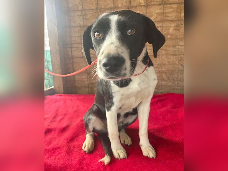 ❤️❤️❤️ treue Hundeseele LUCY - 1 Jahr, 42cm/14kg - Mischling