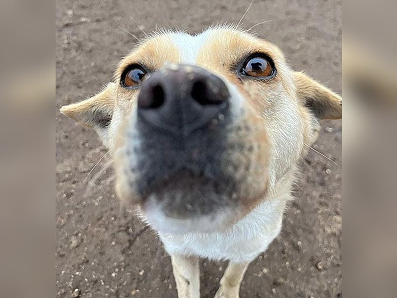 unser Sonnenschein LUNA - 4,5 Jahre, 42cm/12kg - Mischling