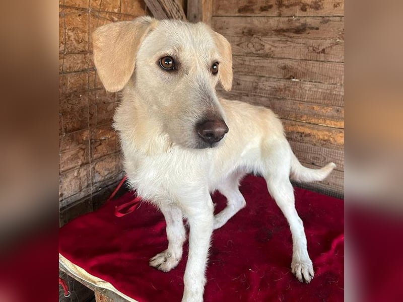 wunderschöne BELLA - 5 Jahre, 50cm/18kg - Mischling