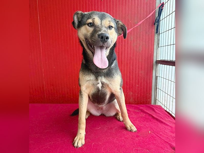 ❤️❤️❤️ WIFI auf der Suche nach Liebe - 9 Monate, 42cm/15kg