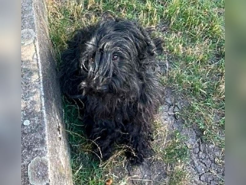 superlieber Familienhund POLDI - 2 Jahre, 42cm - Puli-Schnauzer-Mix