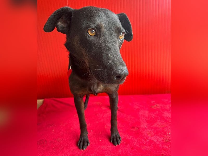 ❤️ liebenswerte DINA - 3 Jahre, 45cm/18kg - Mischling