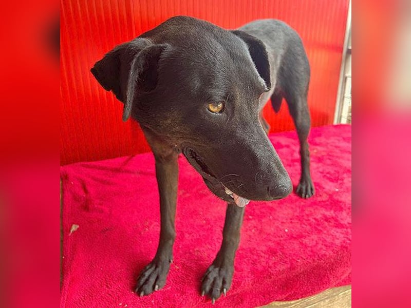 ❤️ liebenswerte DINA - 3 Jahre, 45cm/18kg - Mischling