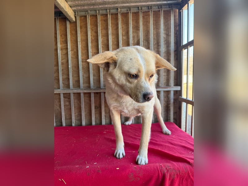 unser Sonnenschein LUNA - 4,5 Jahre, 42cm/12kg - Mischling