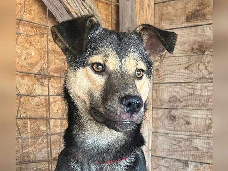 ❤️❤️❤️ WIFI auf der Suche nach Liebe - 9 Monate, 42cm/15kg