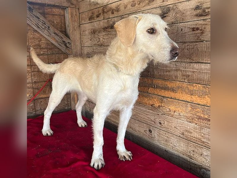 wunderschöne BELLA - 5 Jahre, 50cm/18kg - Mischling