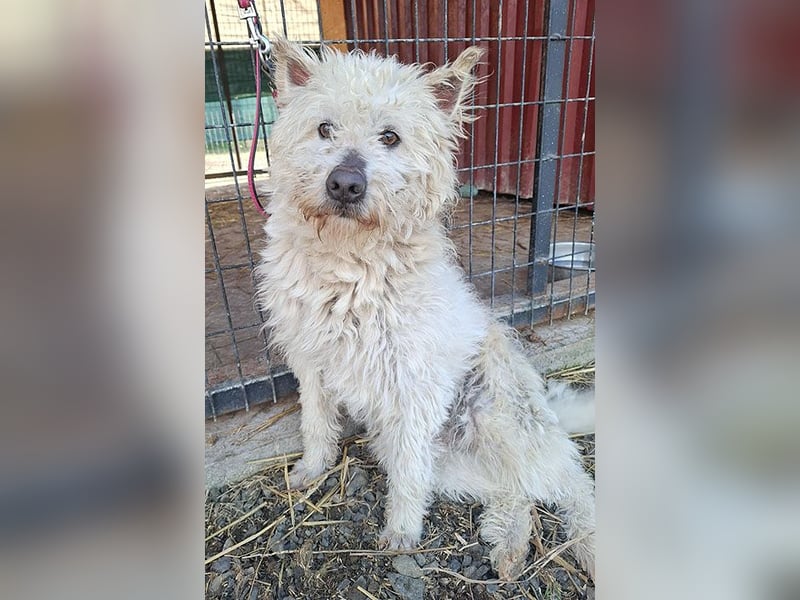 ❤️❤️❤️ bildhübscher BOZZI - 2 Jahre, 4cm/14kg - kniehoher Mischling