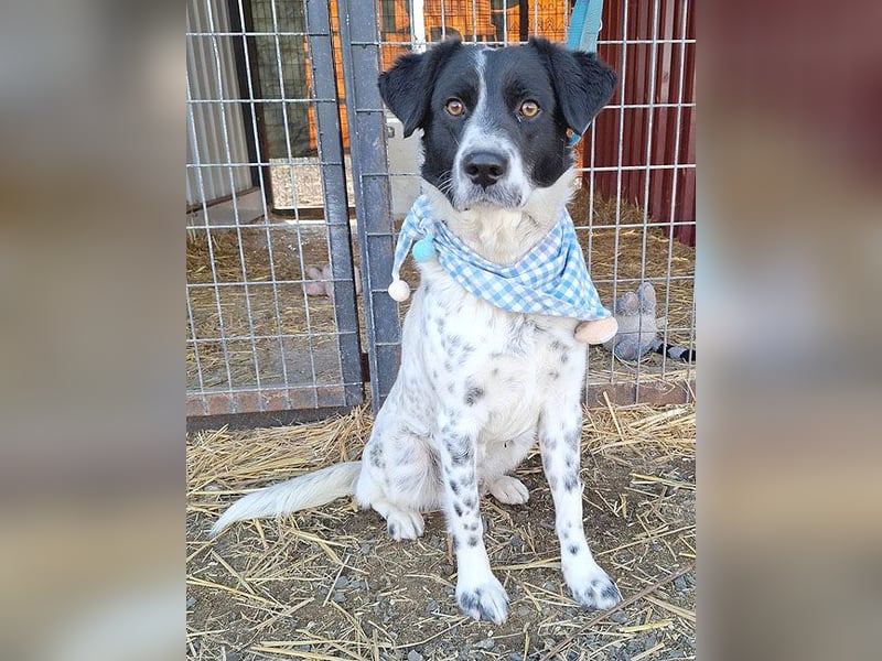 ❤️❤️❤️ fröhlicher Familienhund GYURI (Juri) - 2 Jahre, 48cm/15kg - Mischling