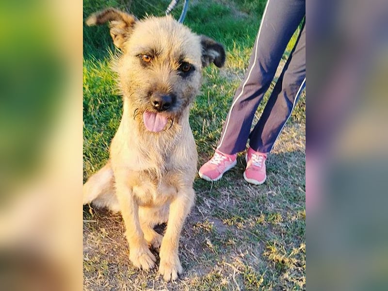 superliebe Familienhündin LUCI - 1 Jahr, 48cm/22kg - Mischling Typ Border Terrier