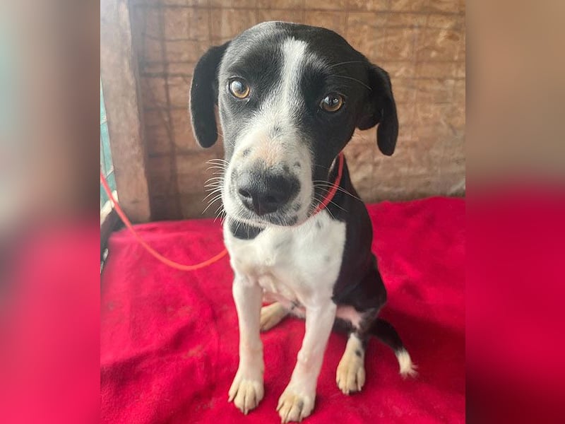 ❤️❤️❤️ treue Hundeseele LUCY - 1 Jahr, 42cm/14kg - Mischling