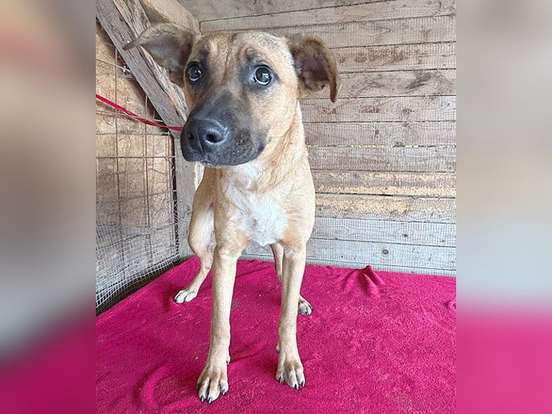 ❤️ RIKO mit den traurigen Augen - 1 Jahr, 50cm/17kg - Mischling