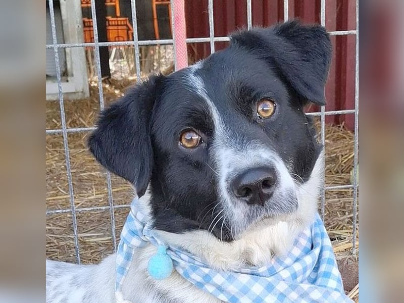 ❤️❤️❤️ fröhlicher Familienhund GYURI (Juri) - 2 Jahre, 48cm/15kg - Mischling