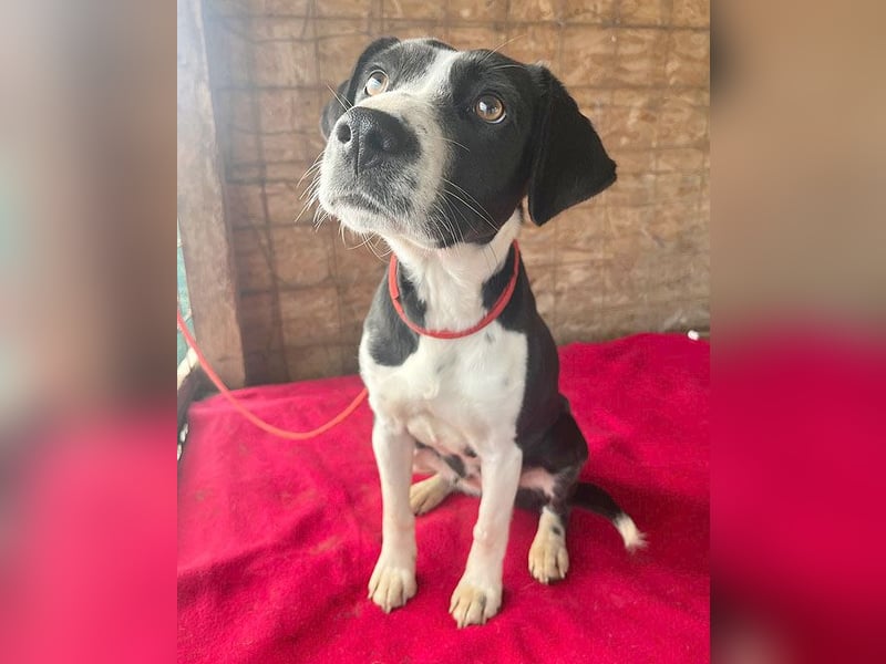 ❤️❤️❤️ treue Hundeseele LUCY - 1 Jahr, 42cm/14kg - Mischling