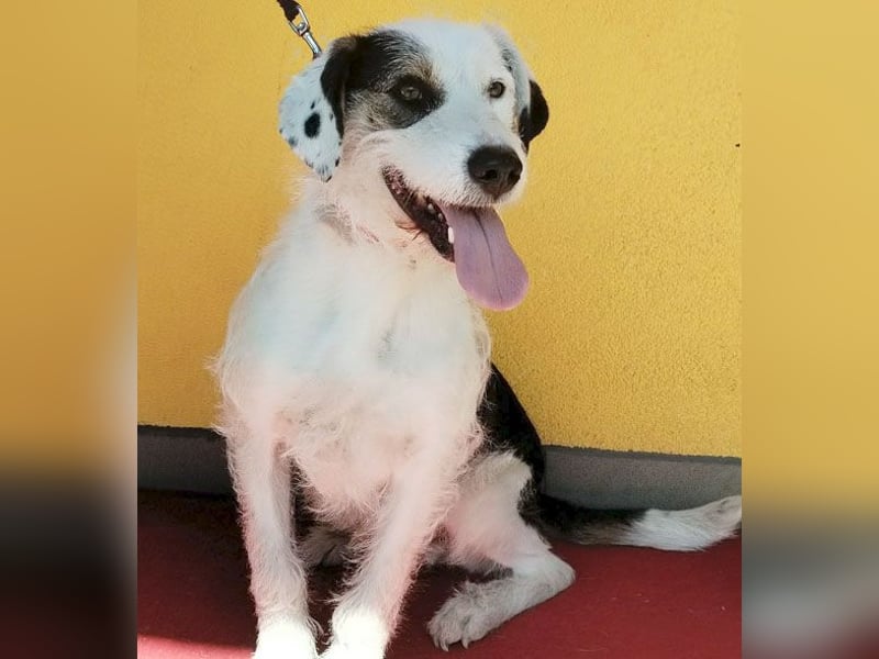 fröhlicher Familienhund OREO 3 Jahre, 50cm/17kg