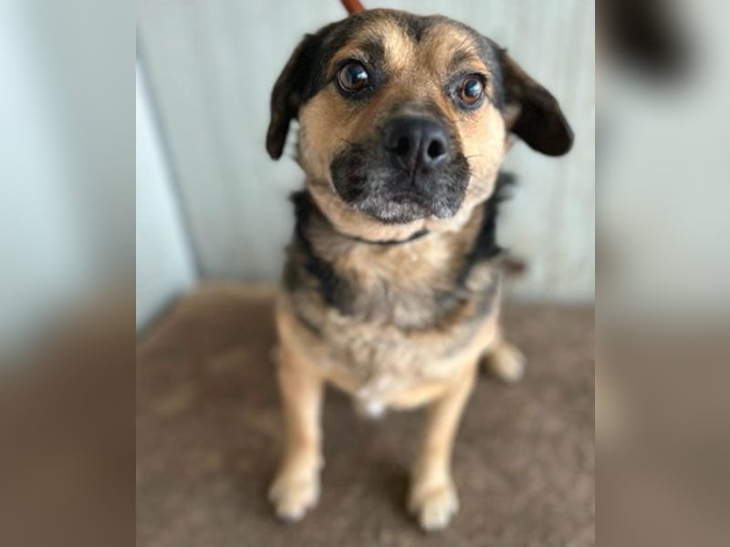 ❤️❤️❤️ lieber Kuschelbär BANDI - 6,5 Jahre, 42cm/20kg - Mischling