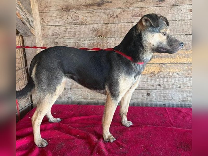 ❤️❤️❤️ WIFI auf der Suche nach Liebe - 9 Monate, 42cm/15kg