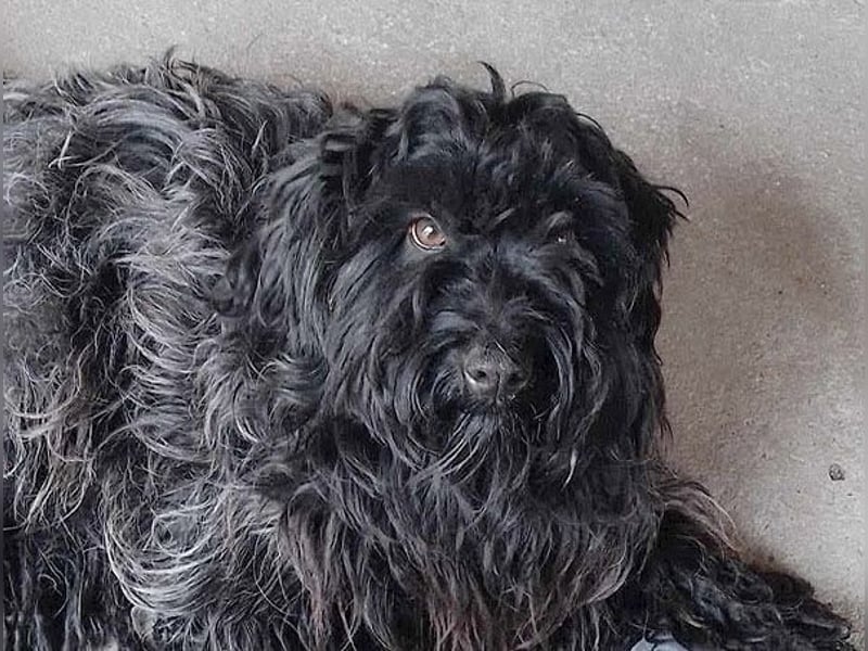 superlieber Familienhund POLDI - 2 Jahre, 42cm - Puli-Schnauzer-Mix