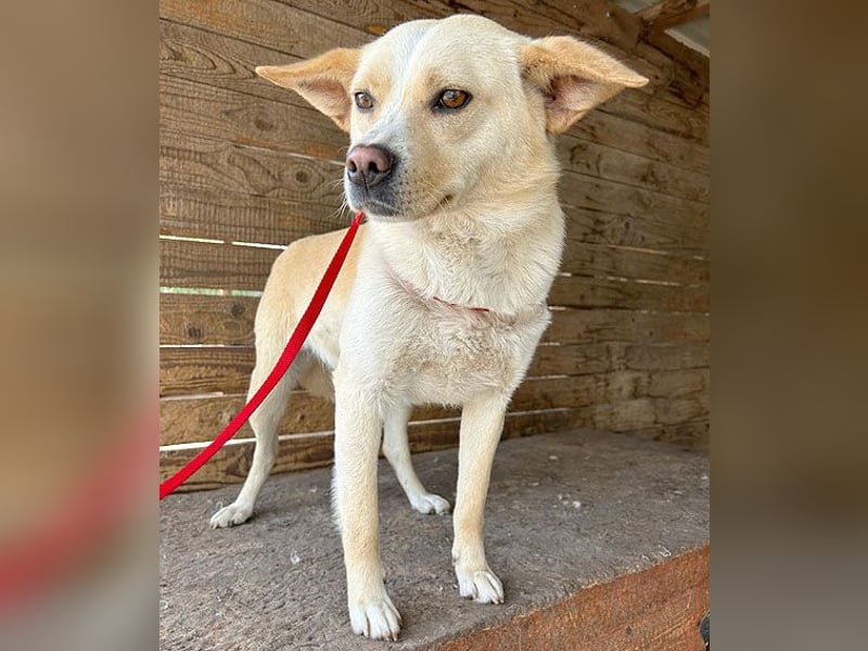 unser Sonnenschein LUNA - 4,5 Jahre, 42cm/12kg - Mischling