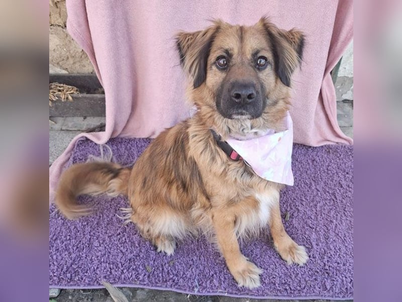 superliebe Familienhündin BEKKY - 4,5 Jahre, 50cm/24kg - Mischling