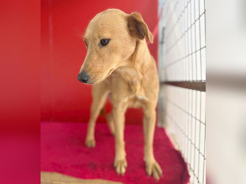 Seelenhündin BAMBI - 9 Monate, 45cm/15kg - Mischling