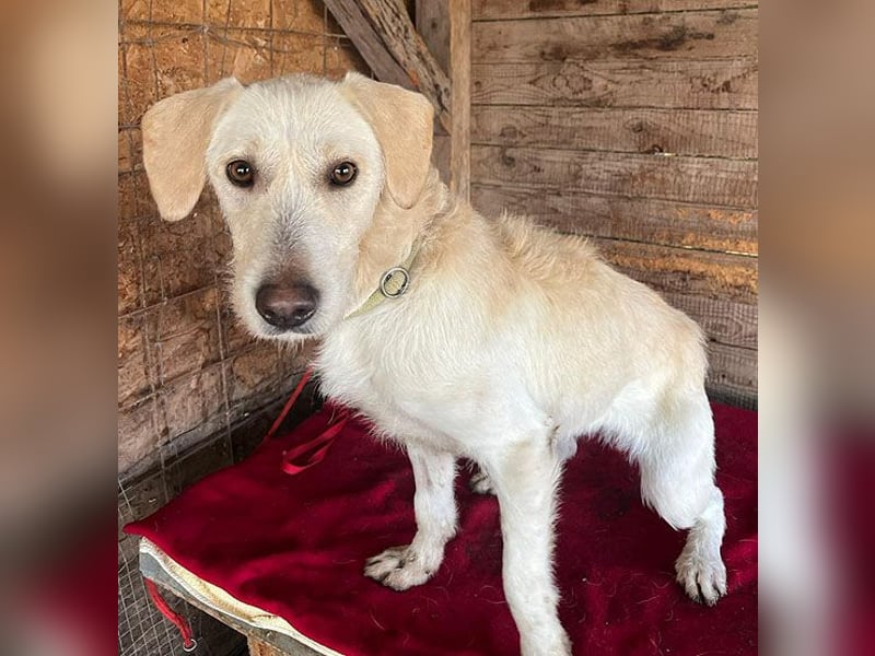 wunderschöne BELLA - 5 Jahre, 50cm/18kg - Mischling