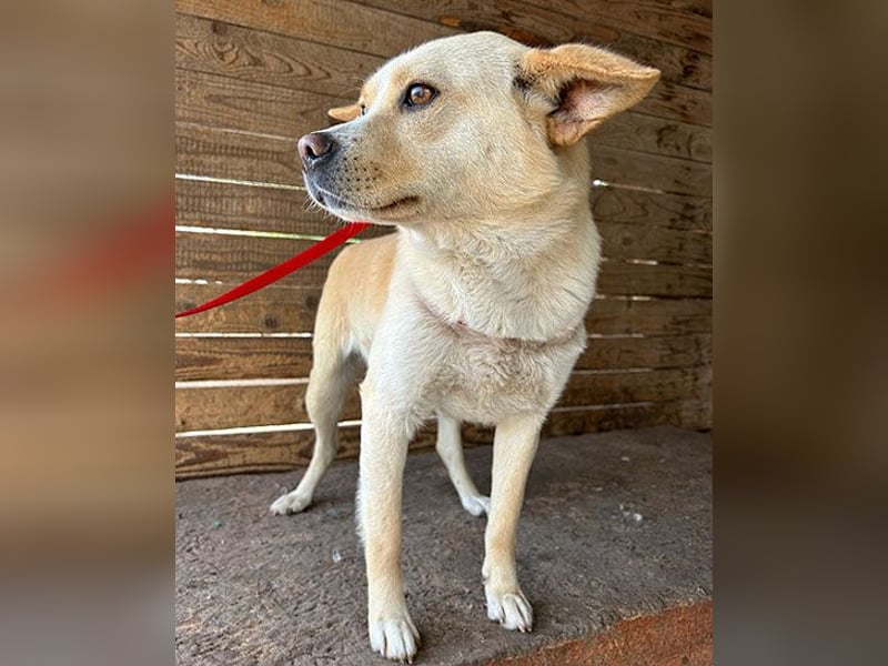 unser Sonnenschein LUNA - 4,5 Jahre, 42cm/12kg - Mischling