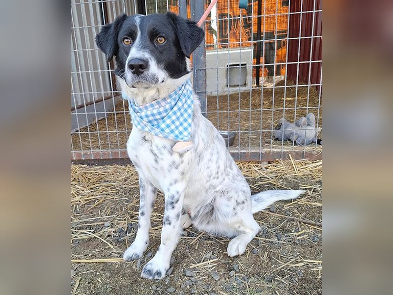 ❤️❤️❤️ fröhlicher Familienhund GYURI (Juri) - 2 Jahre, 48cm/15kg - Mischling