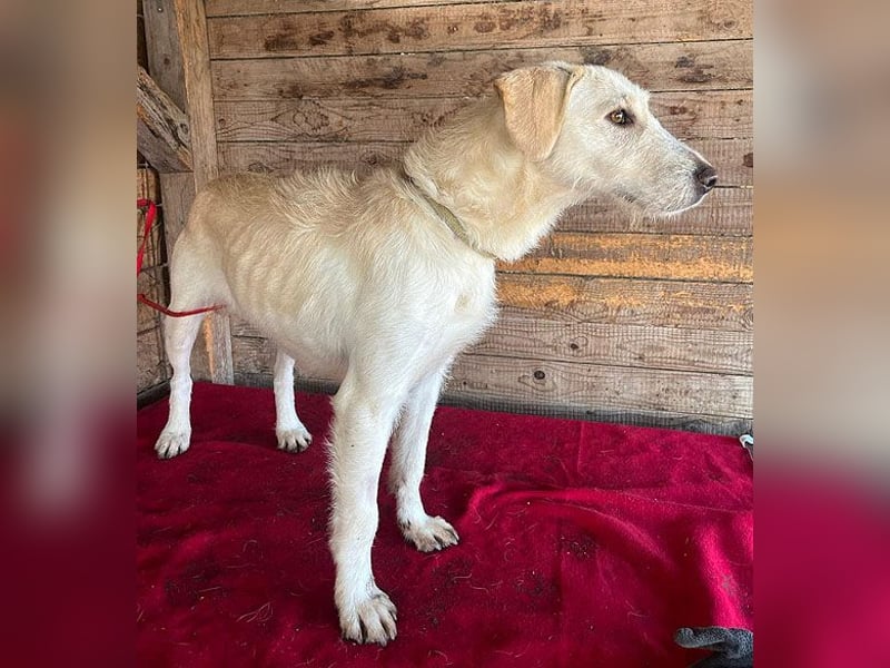 wunderschöne BELLA - 5 Jahre, 50cm/18kg - Mischling