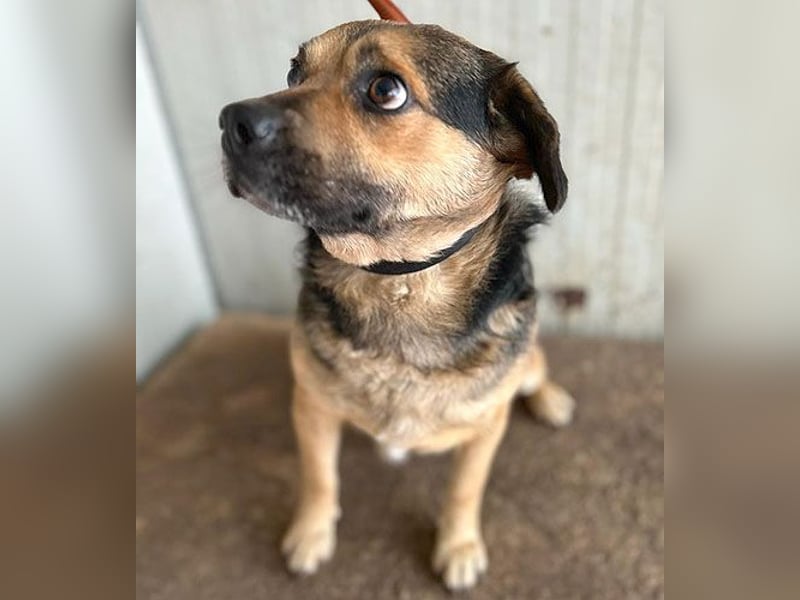 ❤️❤️❤️ lieber Kuschelbär BANDI - 6,5 Jahre, 42cm/20kg - Mischling