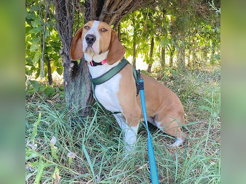 ❤️ superliebe Schmusemaus ABINA - 6 Jahre, 50cm/25kg - Balkan-Bracken-Mix